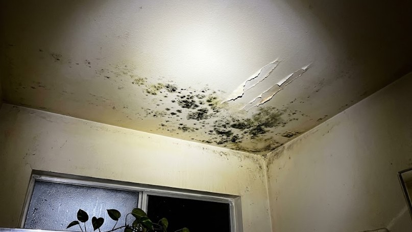 Black mildew spreading across a bathroom ceiling with strips of paint curling away above a fogged window