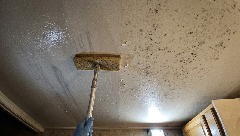 Washing mildew off a bathroom ceiling before any primer goes on. The cleaned side on the left shows how much growth was hiding in the texture.